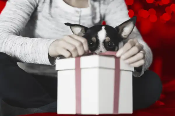 A small dog peeks at a gift being opened by their owner