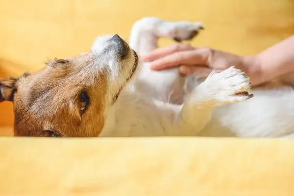 Photo of a cute dog enjoying some tummy rubs