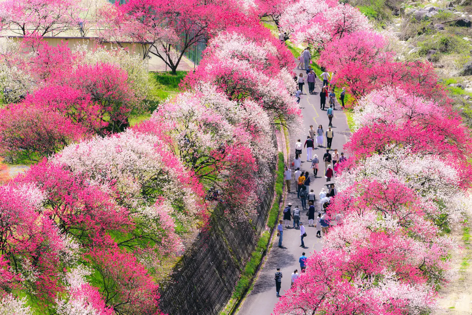 Aerial view of people walking in between Achi peach blossom tress