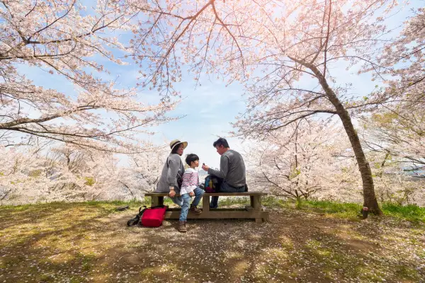 Family of three resting, sitting on bench under blooming cherry blossom trees in Japan.