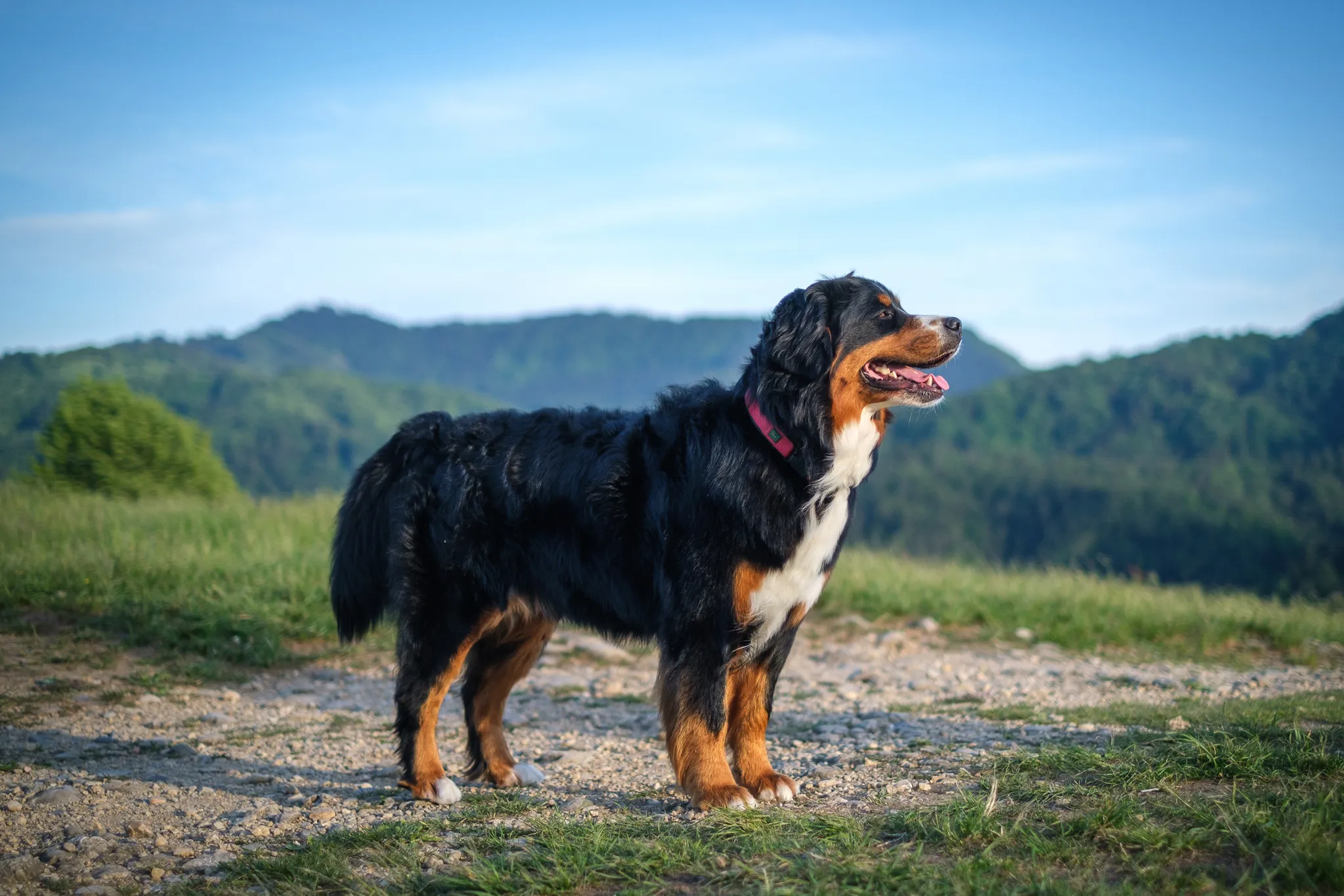 Biggest orders bernese mountain dog