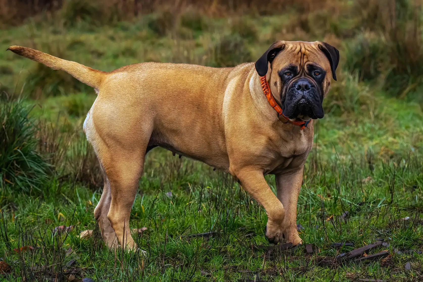 Bullmastiff outside in a yard