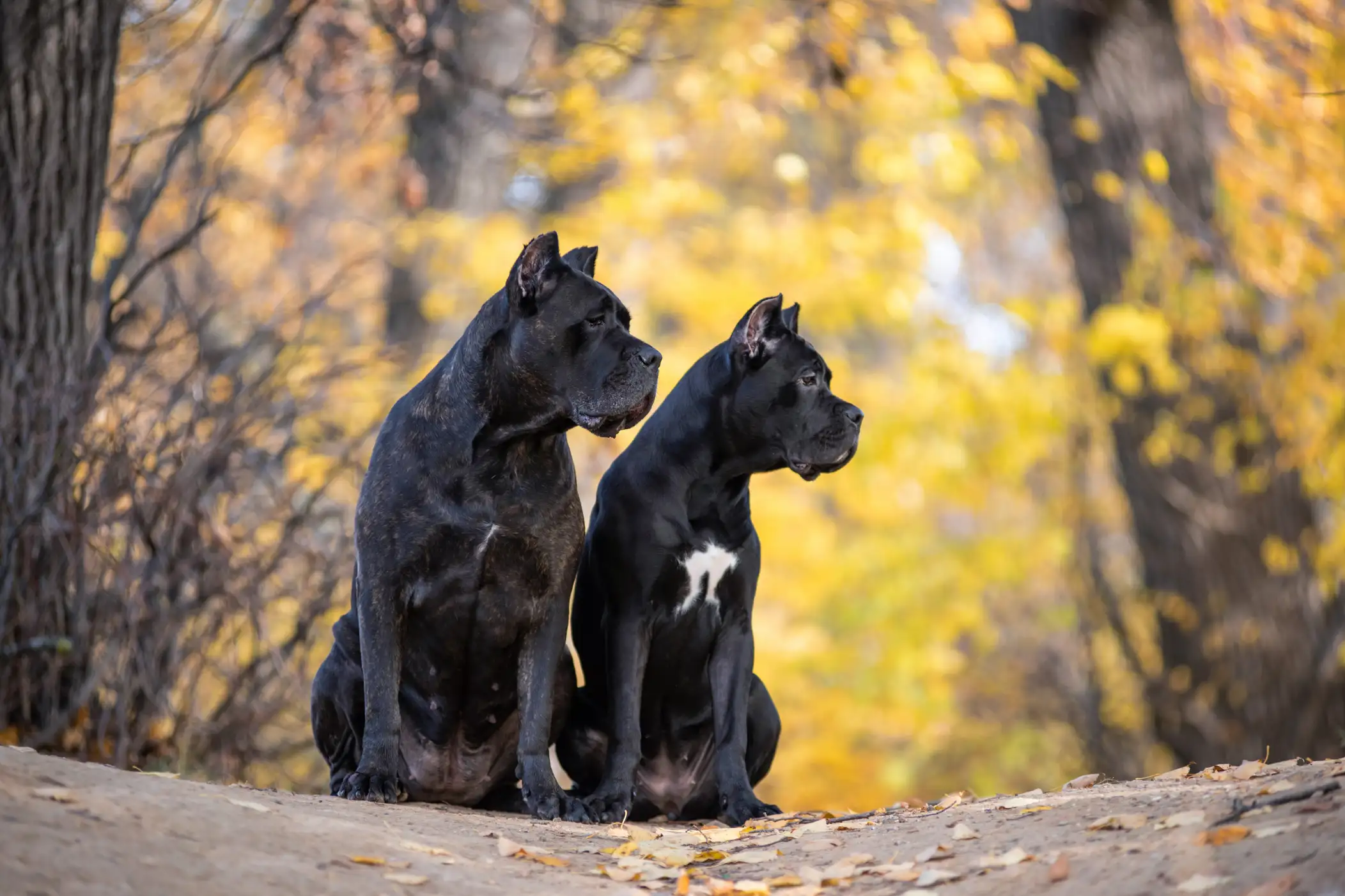 Two Cane Corso dogs are sitting in the autumn park