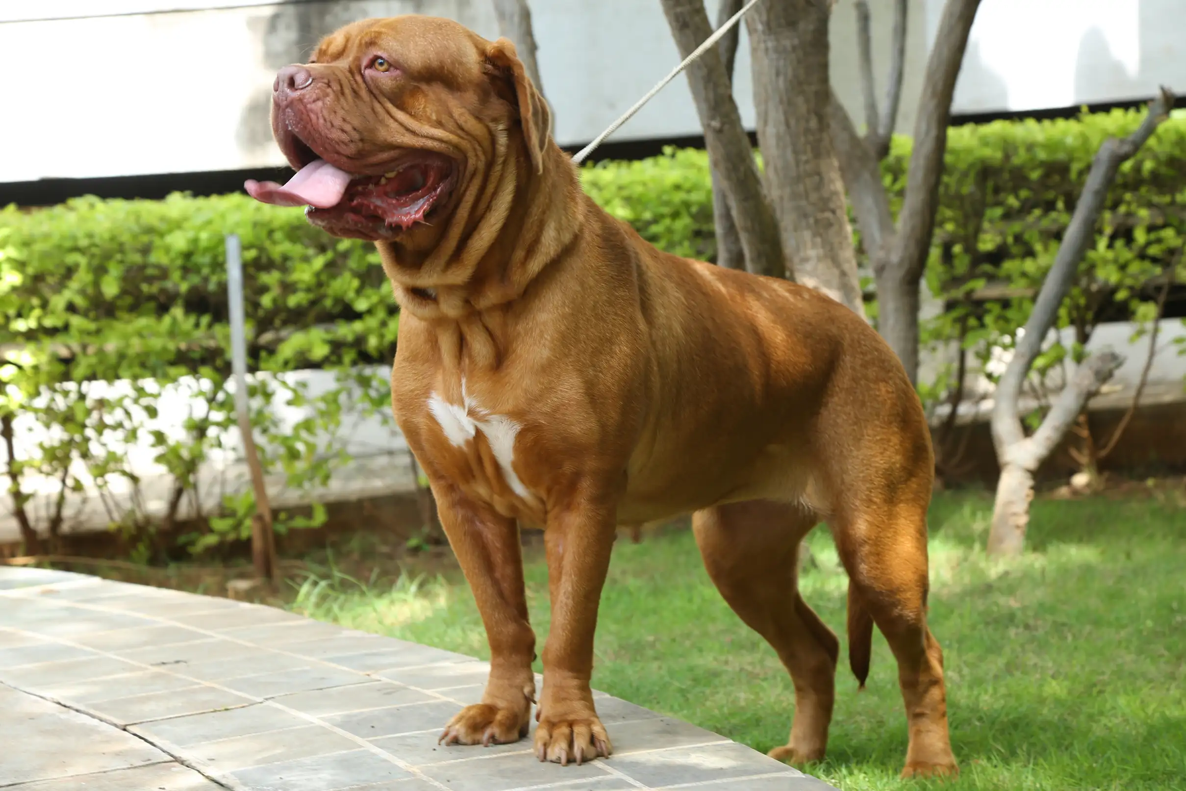 French mastiff showing her physique