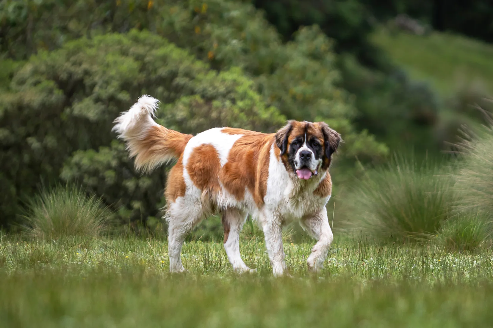 Large breed family dogs best sale