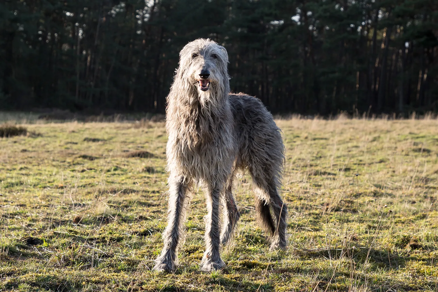 Large dog breeds good with families best sale