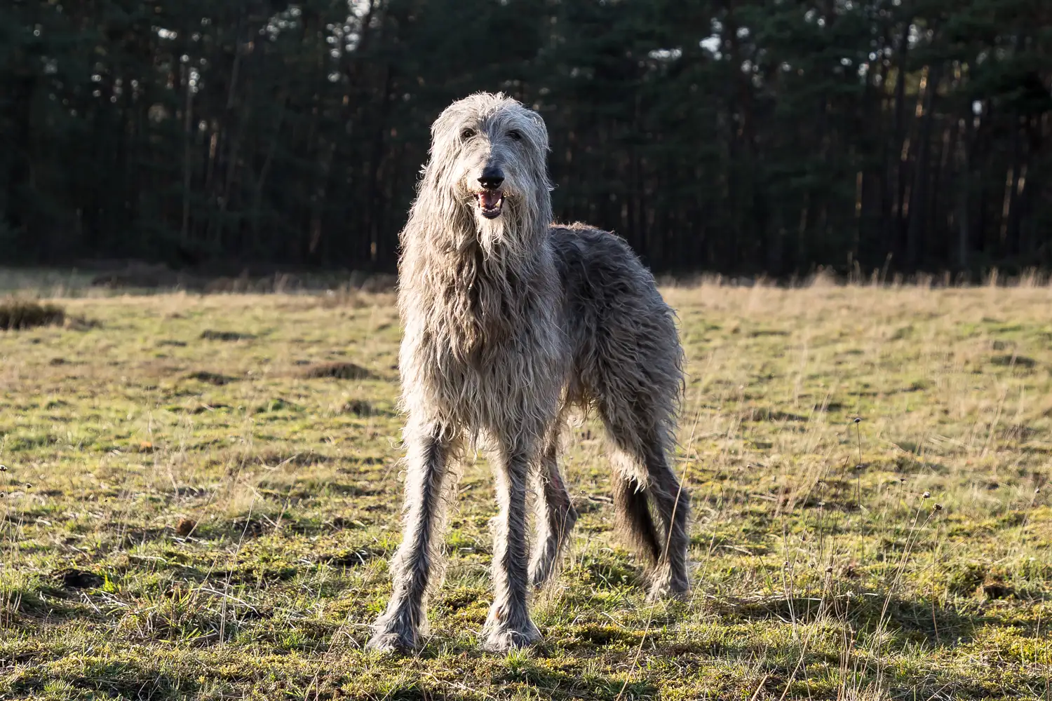 Scottish deerhound dog in the sunset