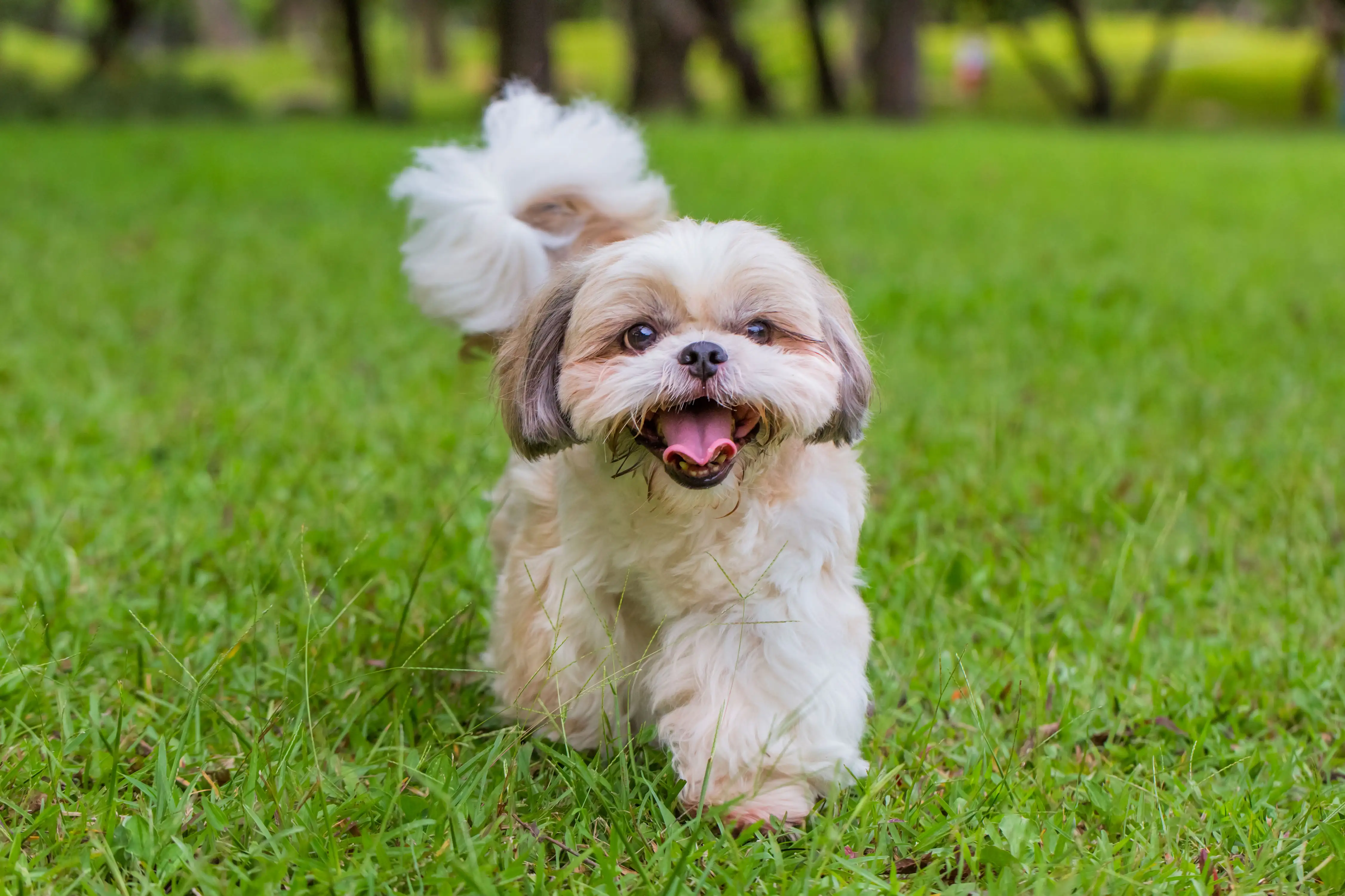 Shih Tzu walking outside