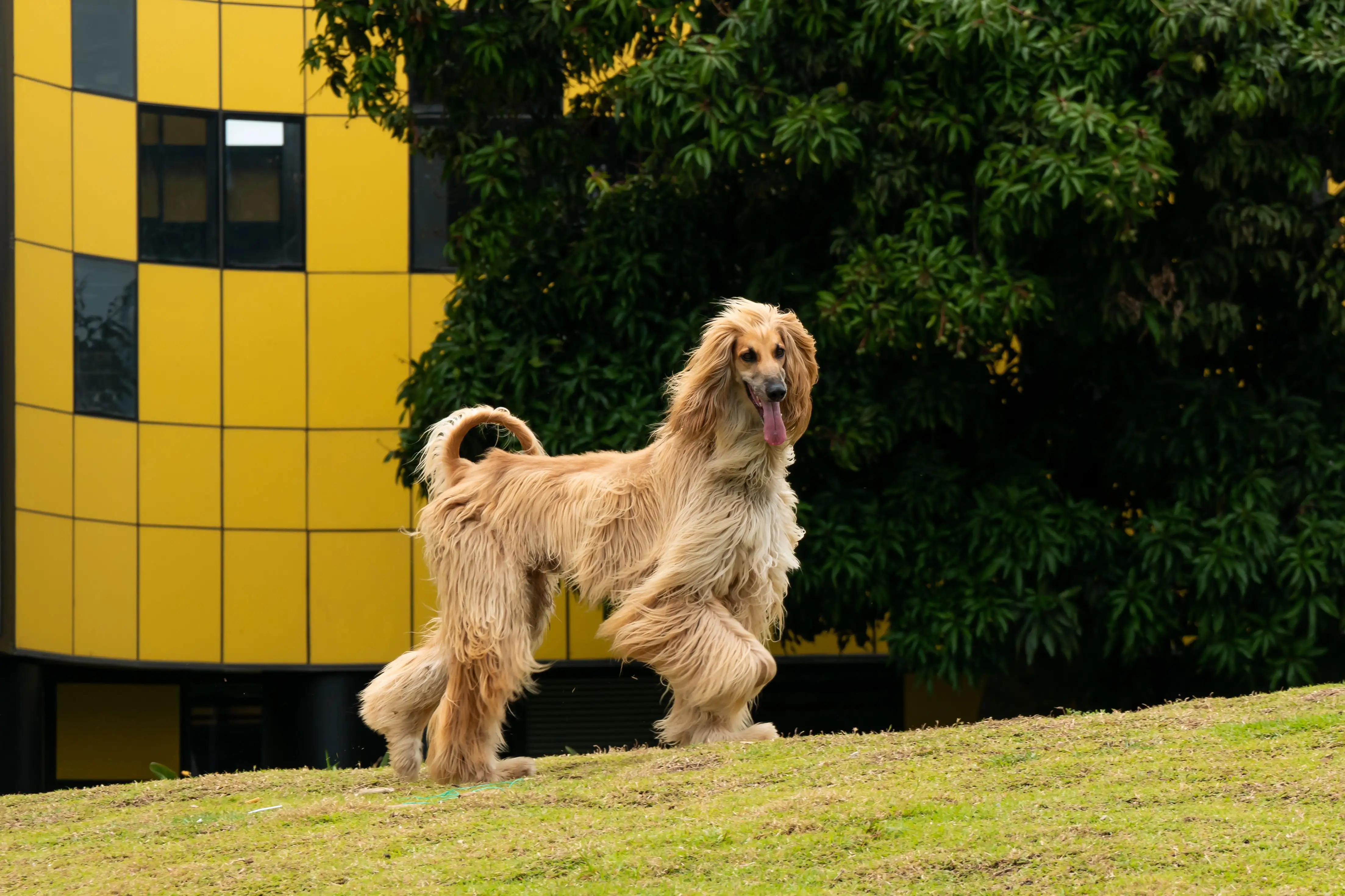 Afghan Hound in the Garden