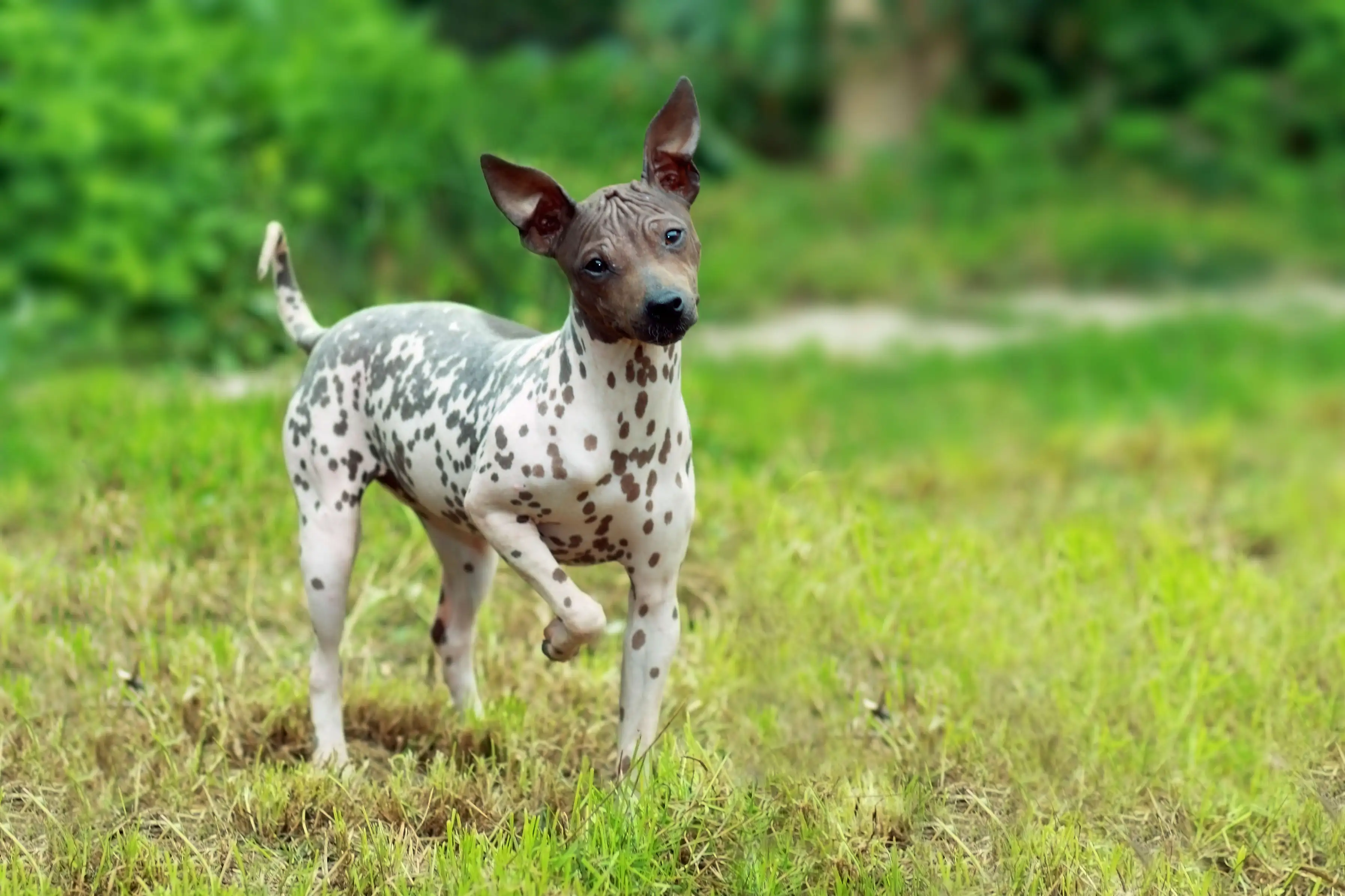 American Hairless Terrier