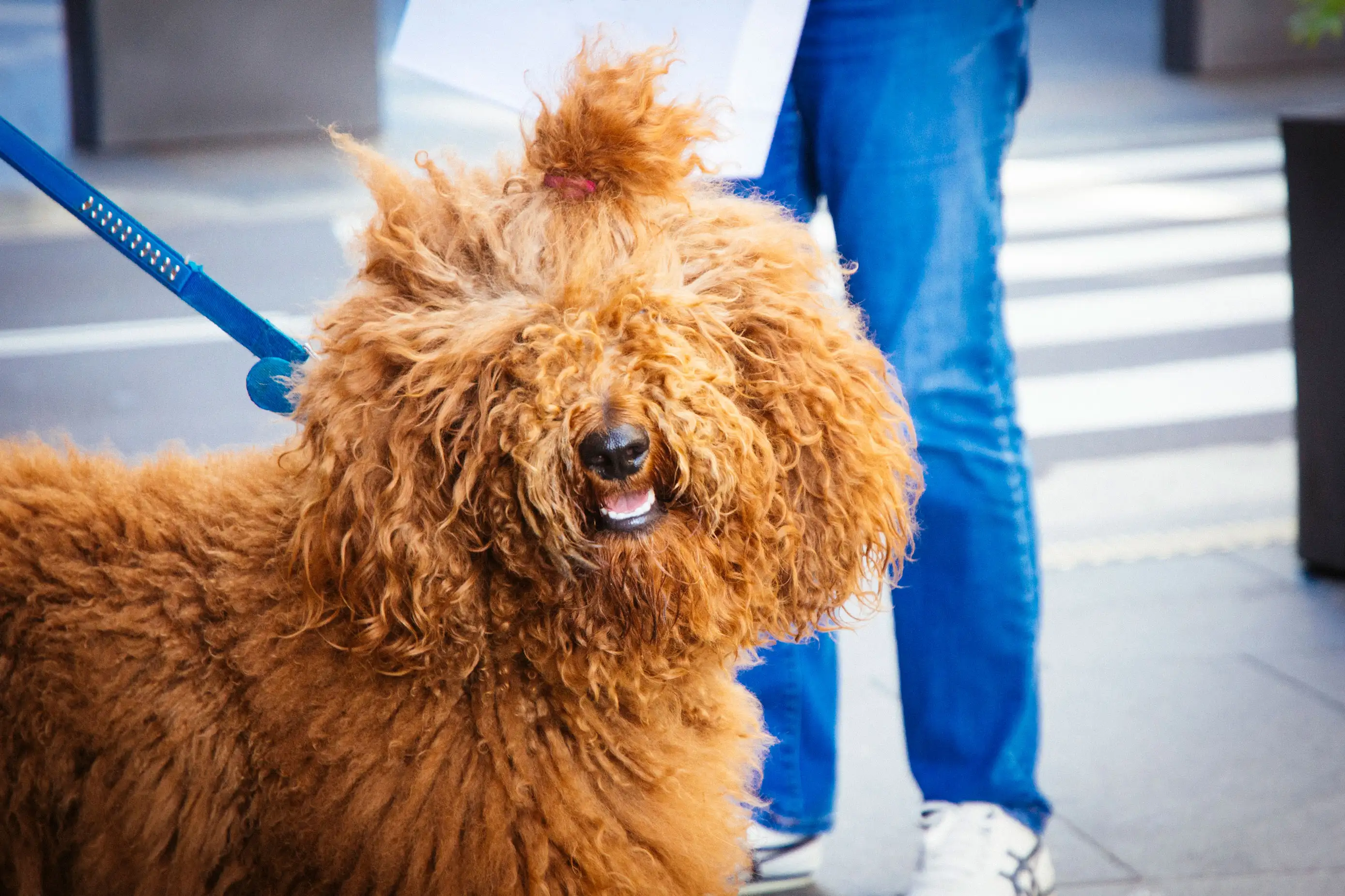 Portrait of a Barbet dog with long, curly, brown shaggy fur, hair tied back from face