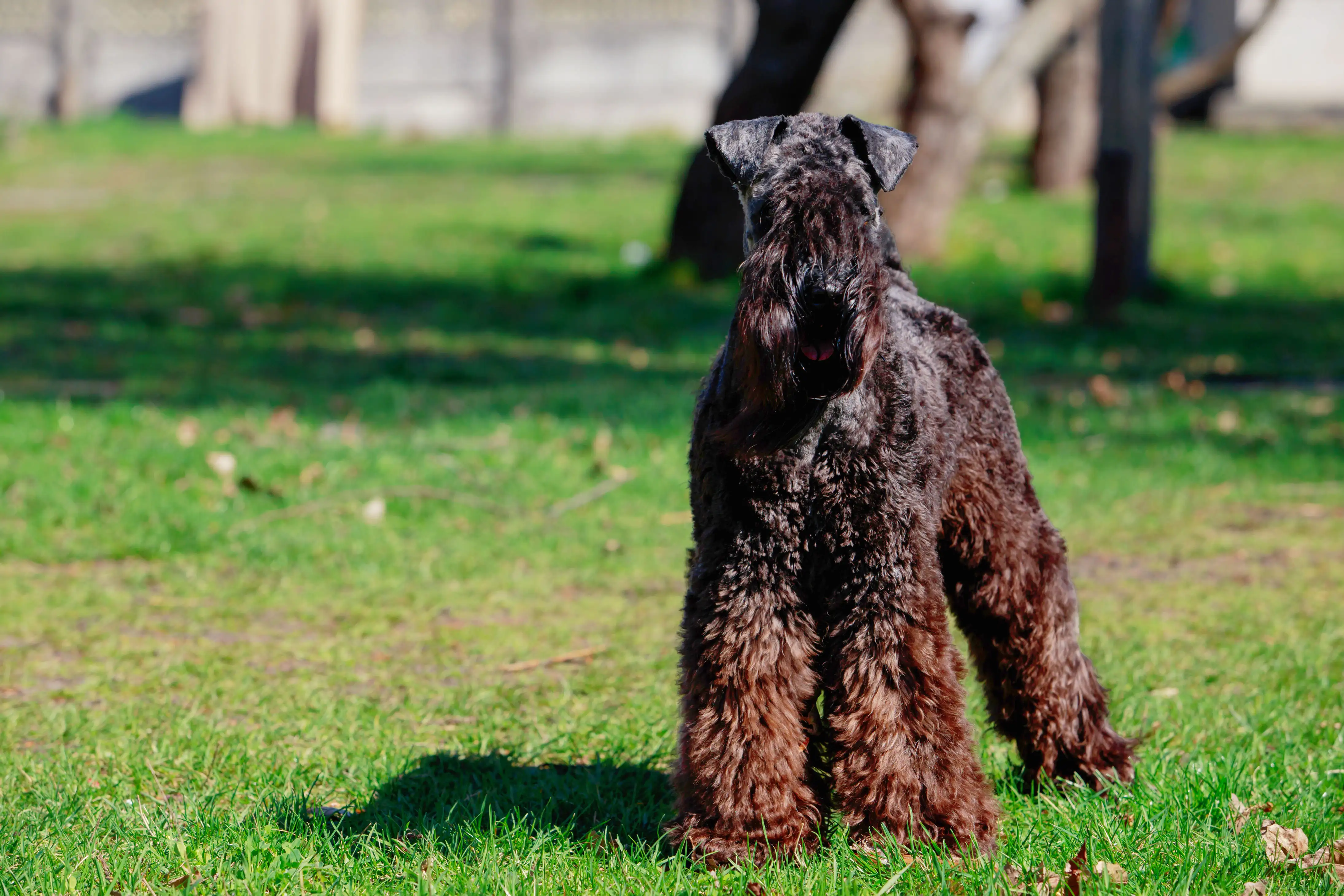 Kerry Blue Terrier outside in a yard