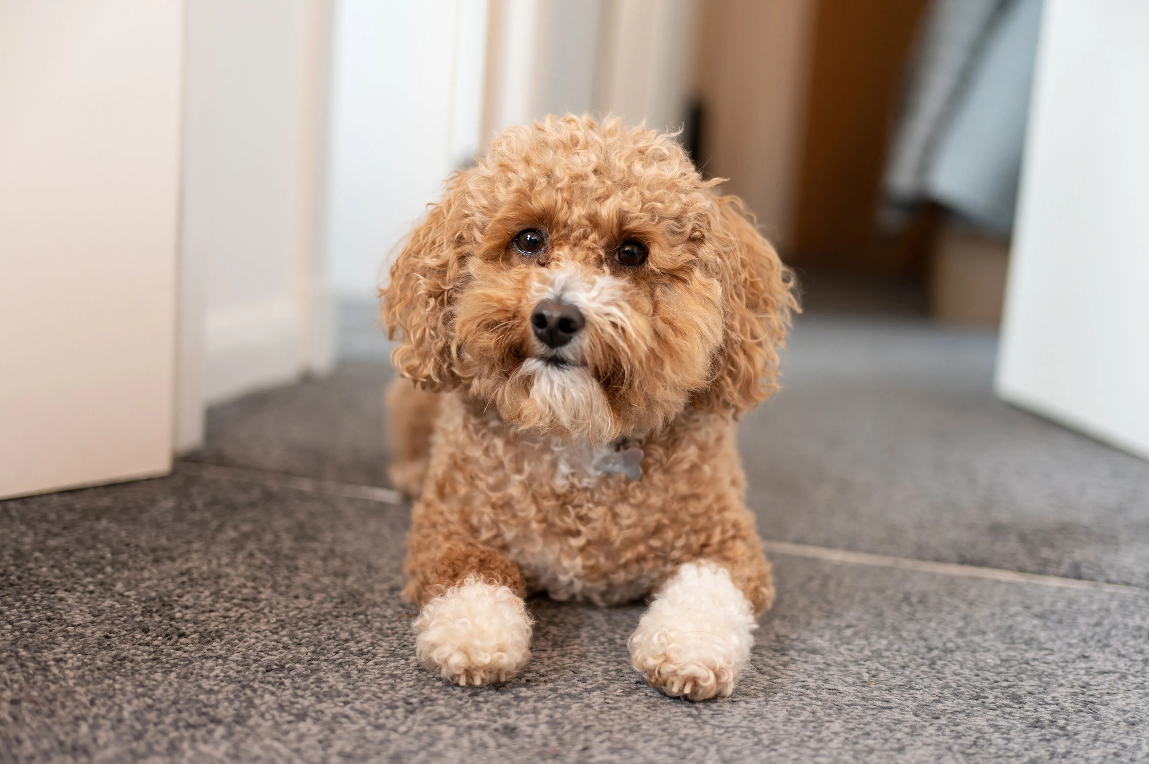 21 Best Hypoallergenic Dogs Money