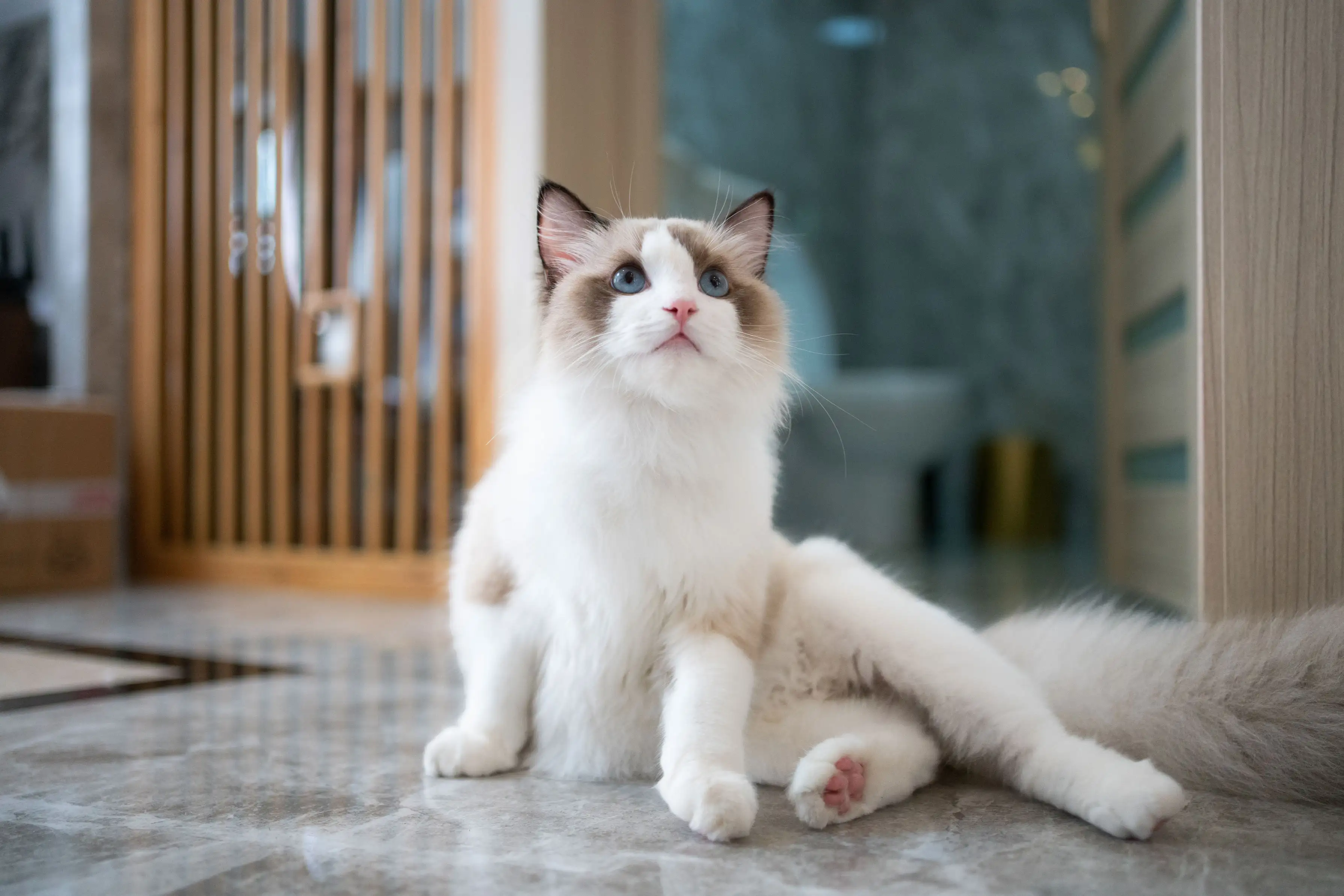 Ragdoll Cat sitting on the floor