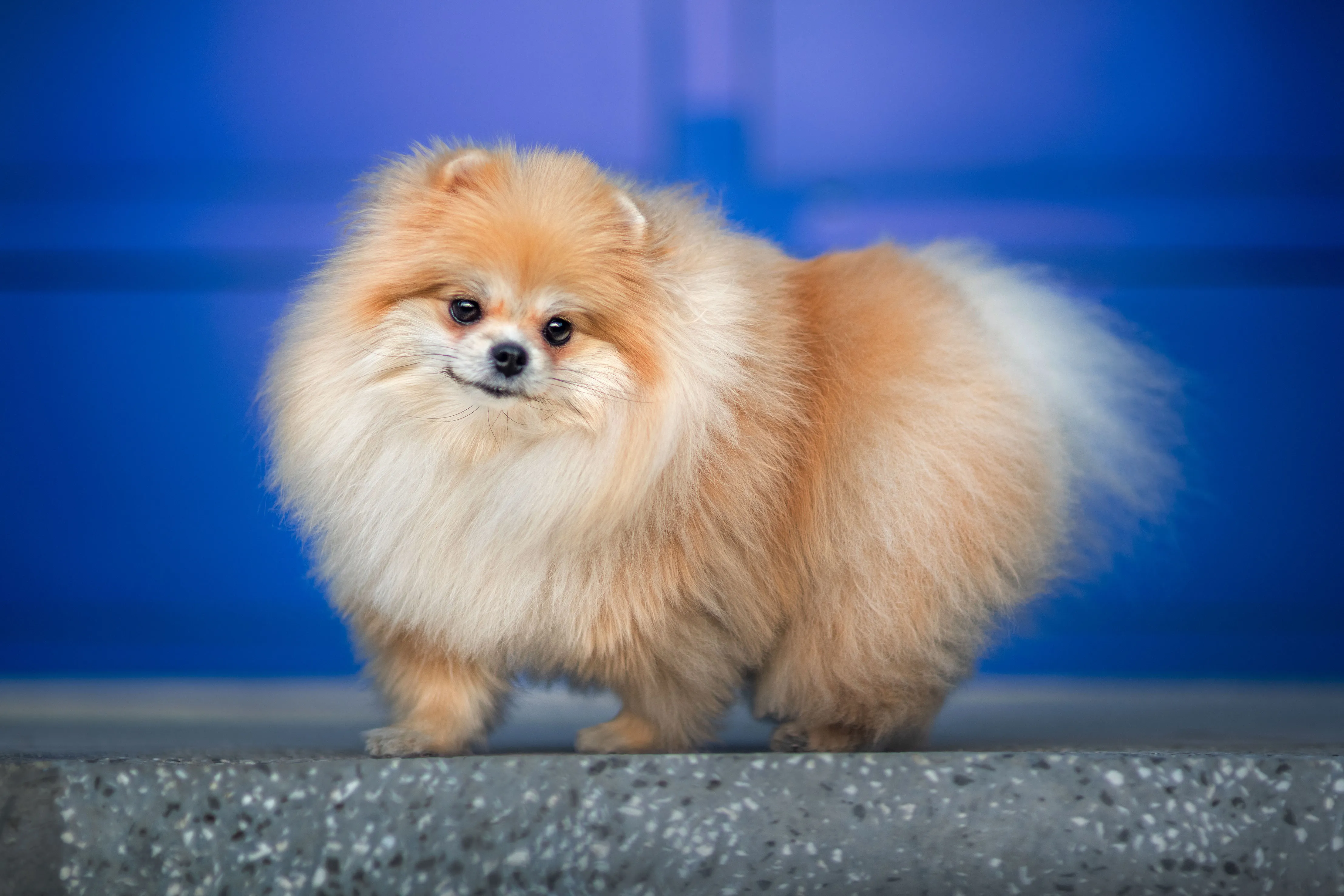 Most docile orders small dog breeds