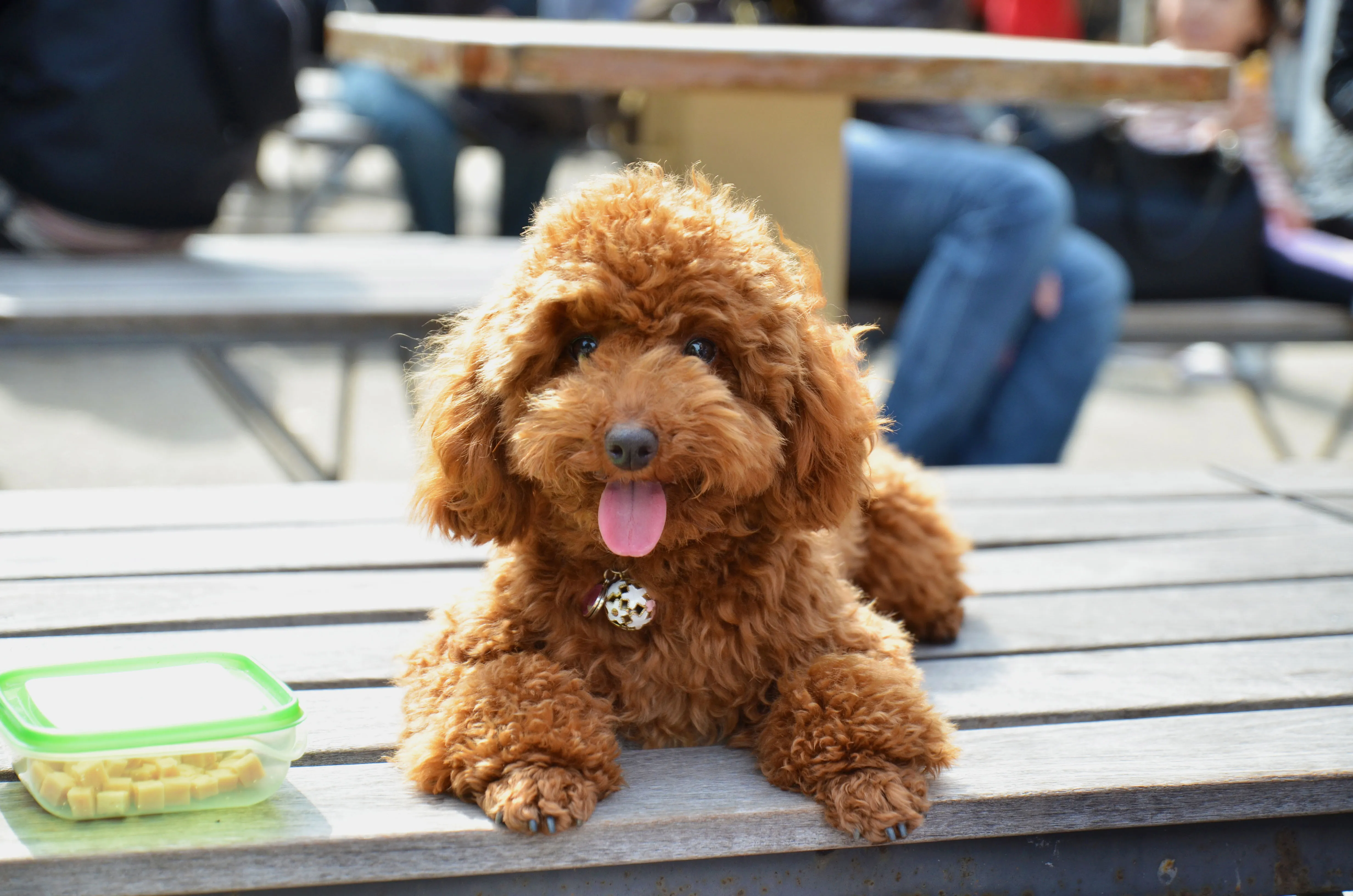 Friendliest small dog shops breeds