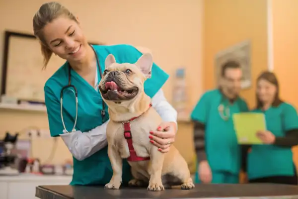 Young French Bulldog on the visit to the vet.