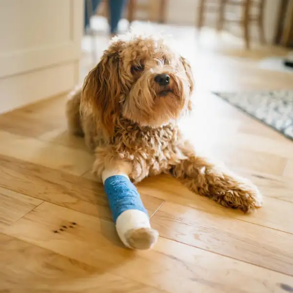 Day in the life for a cute Labrador Poodle mix dog with a broken leg.  He wears a blue cast while the bone heals.