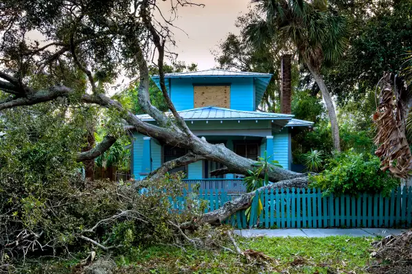 Strong winds from a hurricane have toppled over an oak tree in a residential neighborhood