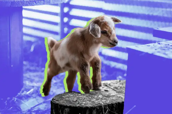 Mini goat